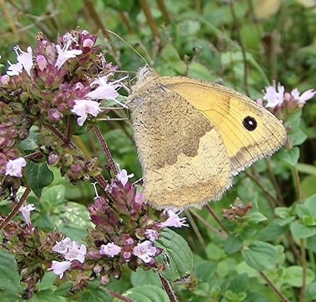 meadow brown